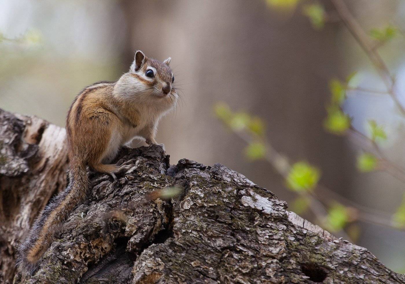 , Евгений Слободской
