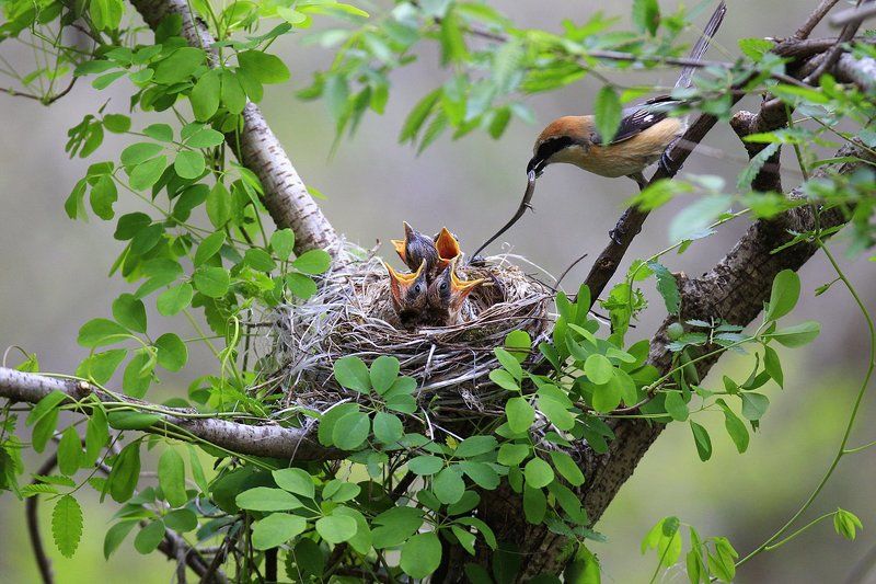Brooding фото превью