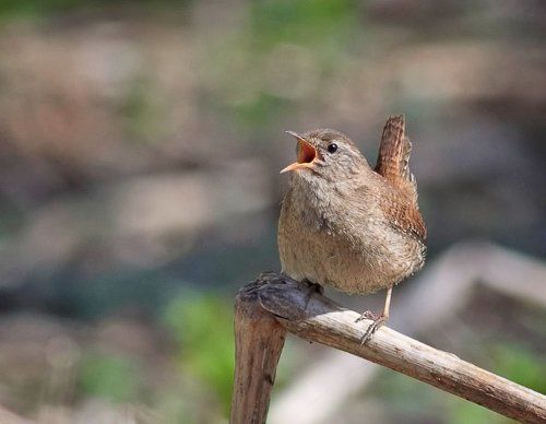 маленькая птичка с большими амбициями