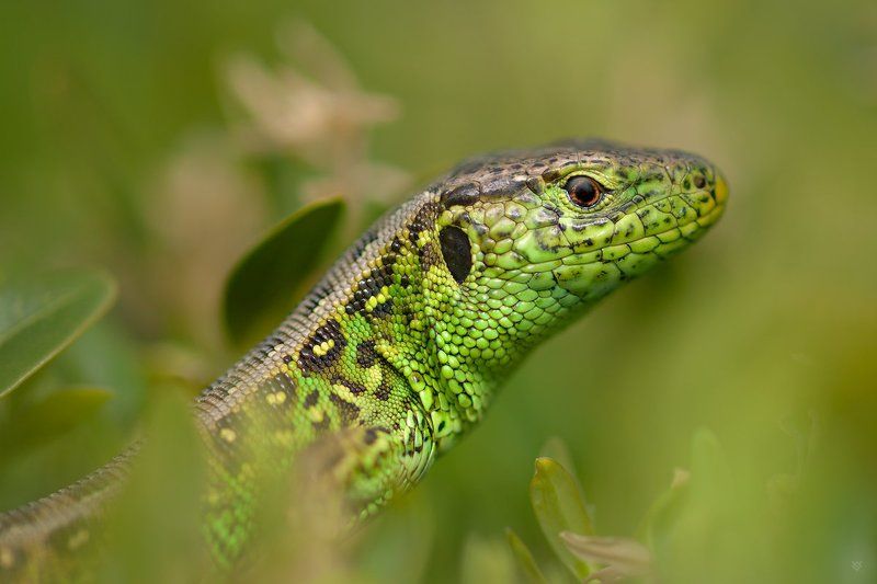 Sand Lizard фото превью