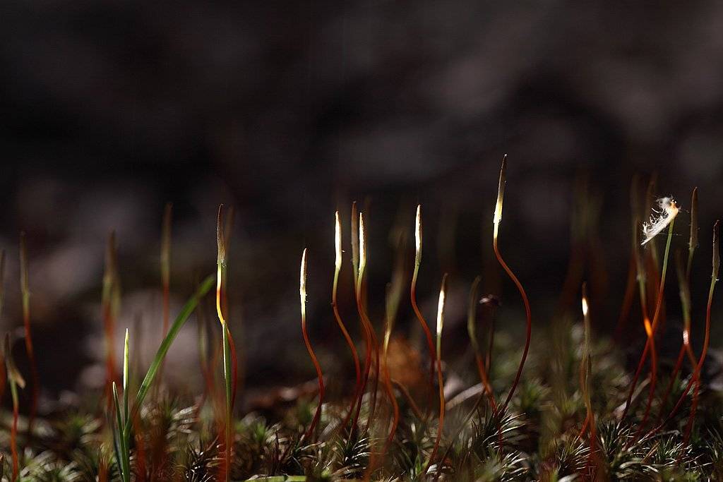 , Сергей Таланов