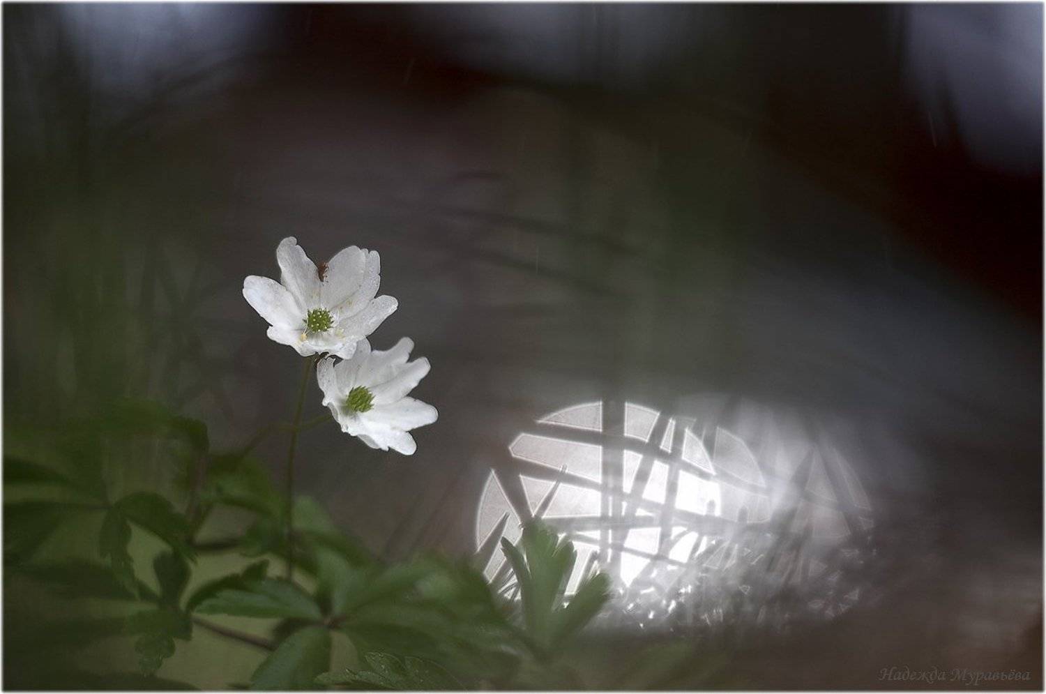 , Надежда Муравьёва