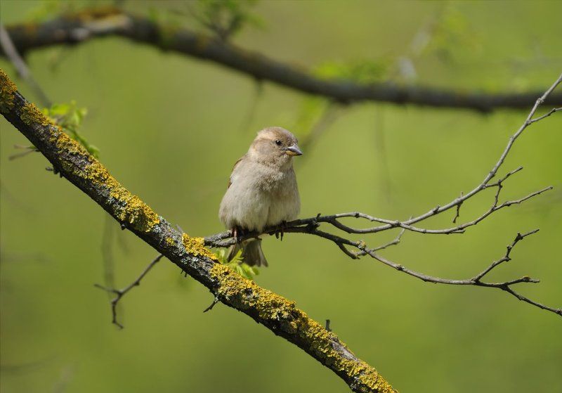 Японский мотив... фото превью