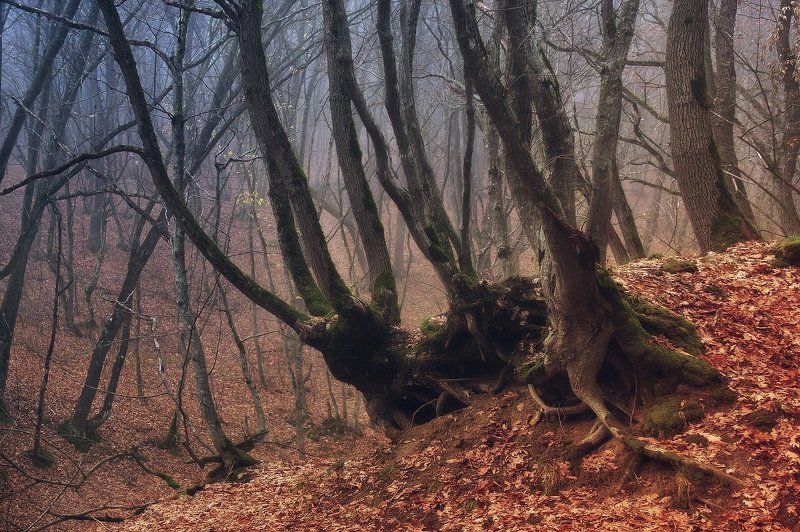 *** фото превью