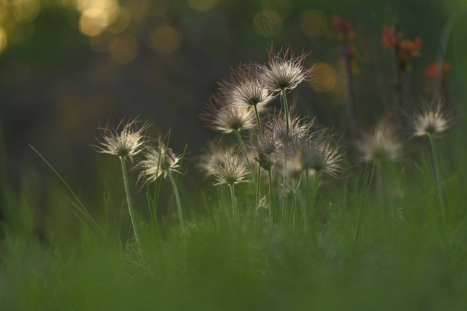 Pratensis, Pulsatilla, Луговой, Прострел, Sergii Markov