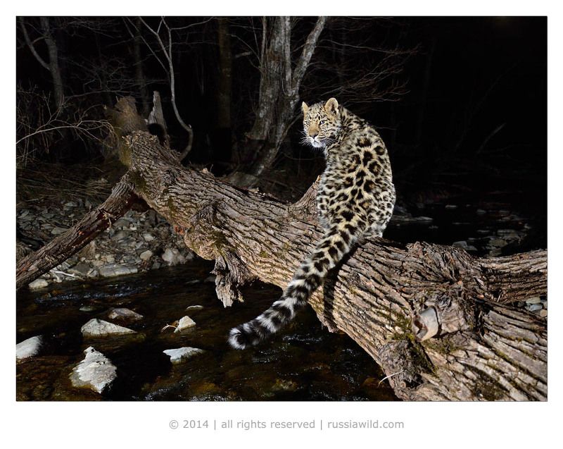 дальневосточный, леопард Котёнок на бревне фото превью