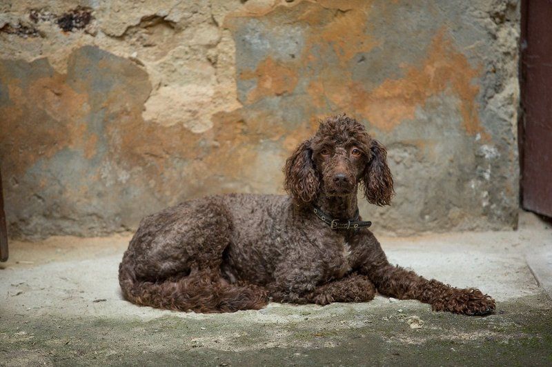 dmytro sobokar, dog, portrait, sobokarfoto, дмитро собокар,портрет, Portrait фото превью