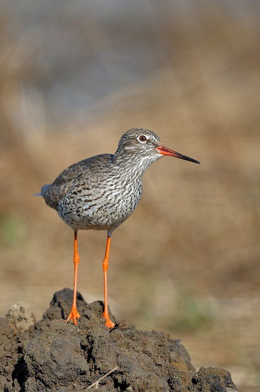 Москва, Ток, Травник Травник фото превью