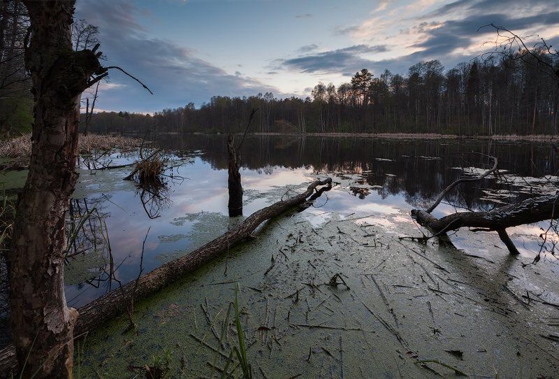 На болоте фото превью