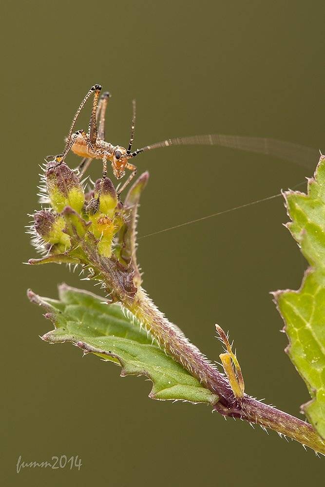 , Игорь ФУММ