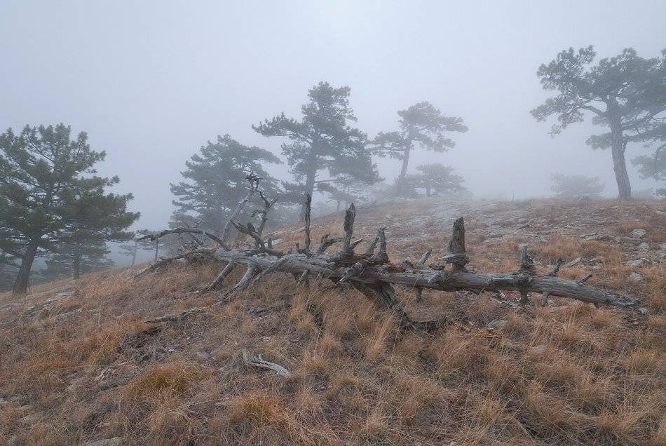 , Саша  Вайсберг / Waldschnepfe /