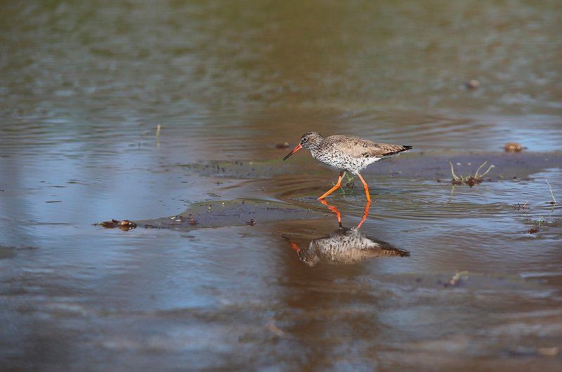 Не всяк тот,кто хвалит свое болото,есть кулик... фото превью