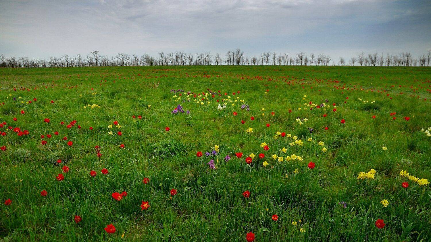 весна, степь, цветы, тюльпаны, ирисы, природа, пейзаж, Serj Master