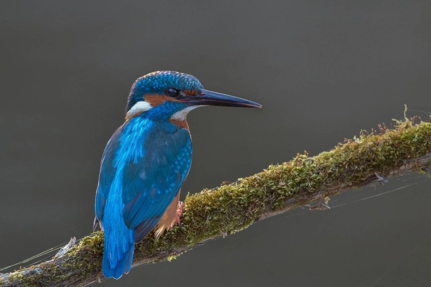 , Александр Чибиркин