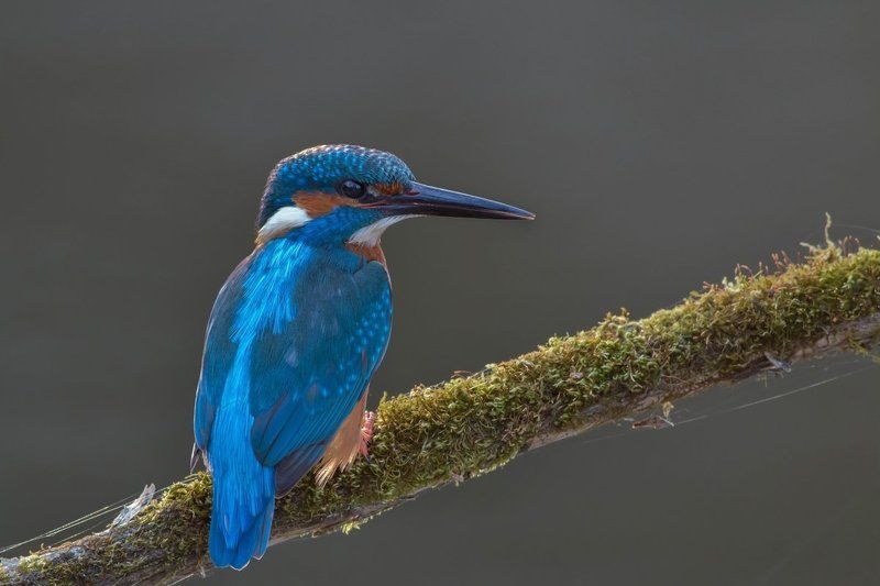 Брачный и повседневный наряд. фото превью
