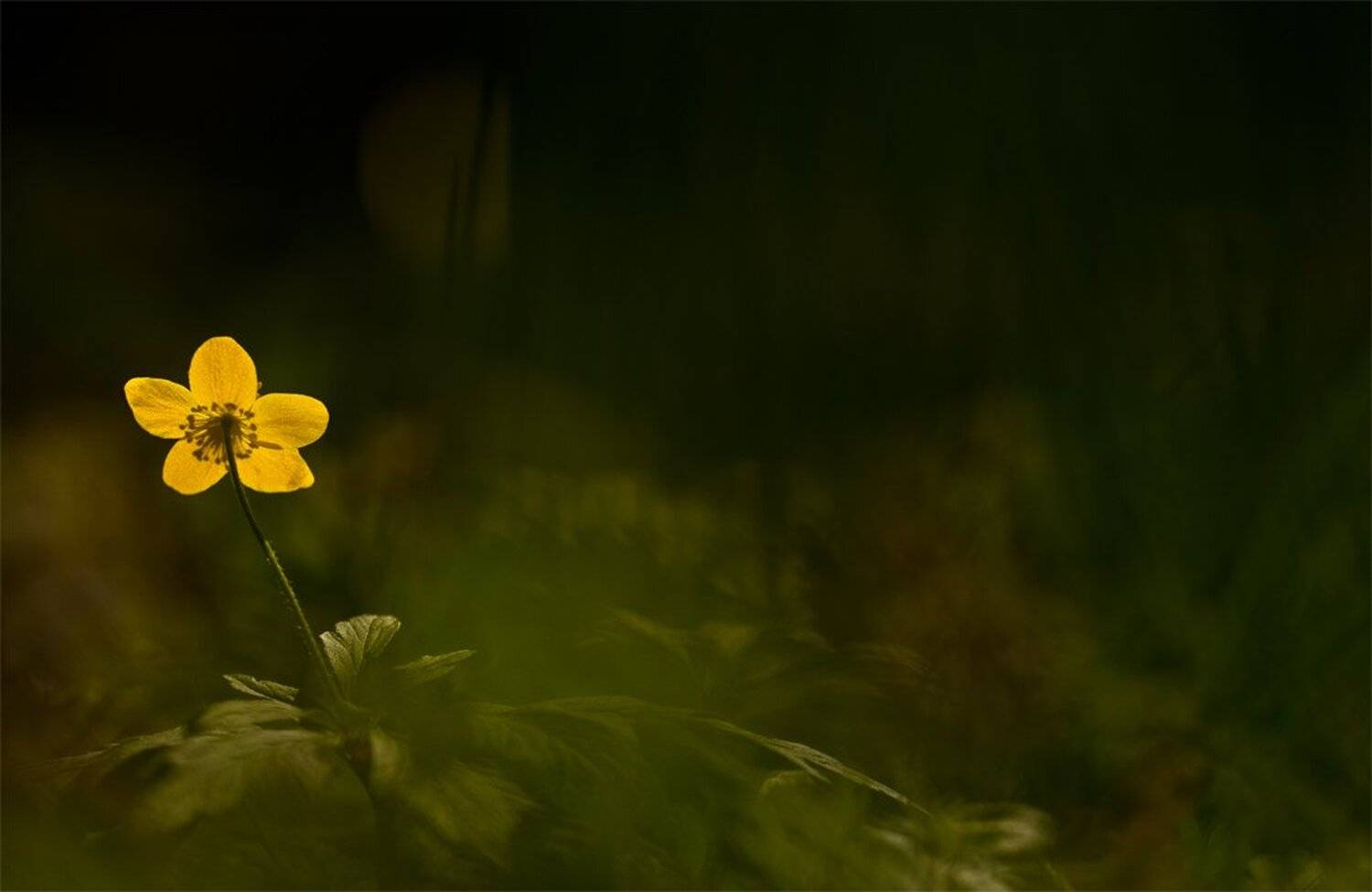 , Геннадий Мещеряков