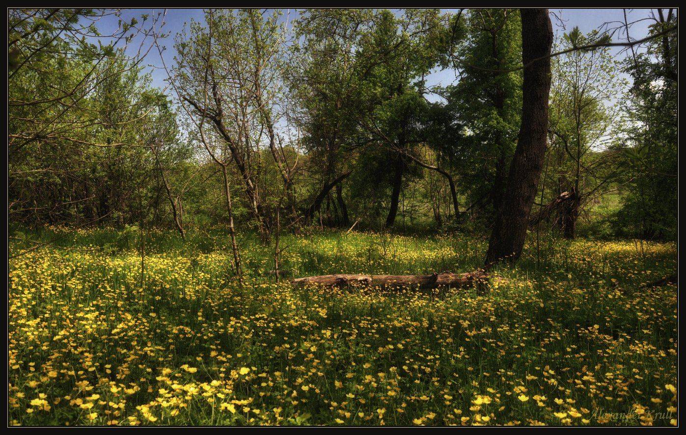 весна, лес, цветы, Александр Круль