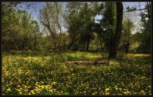 А у нас весна в разгаре!... А у вас?