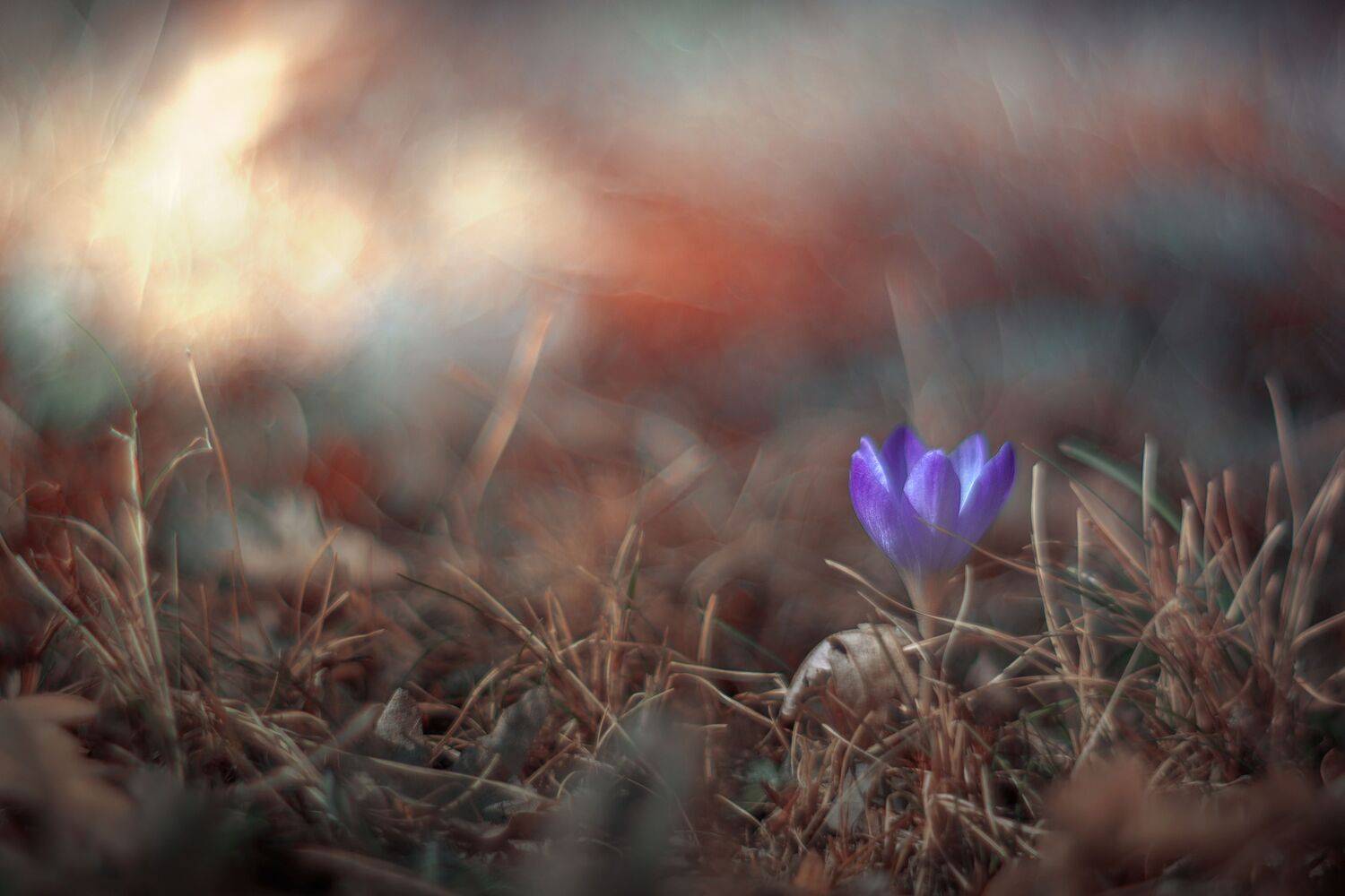 orange,flowers,wild,nature,light,bokeh,pink,zenit,helios,nikon,green,purple,, Борислав Алексиев
