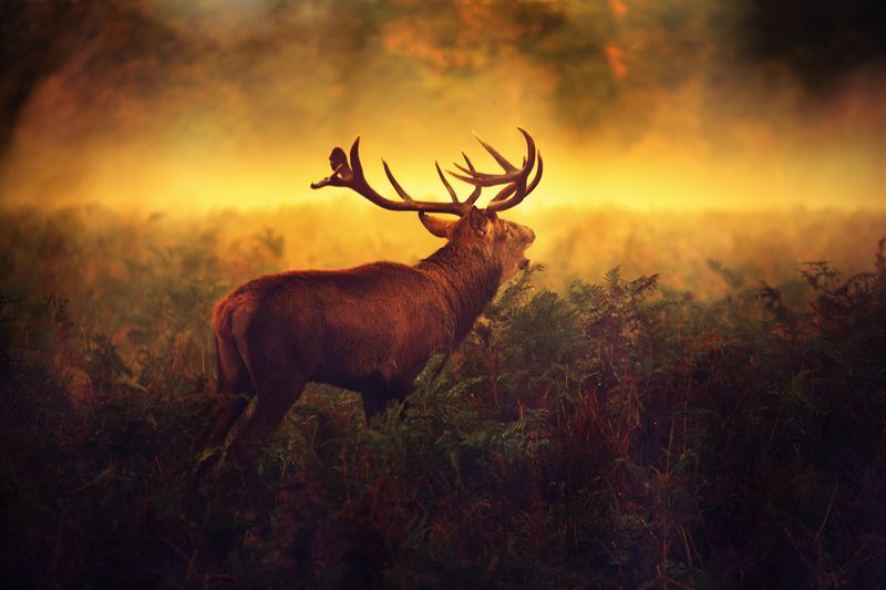 Once Upon a Time... фото превью