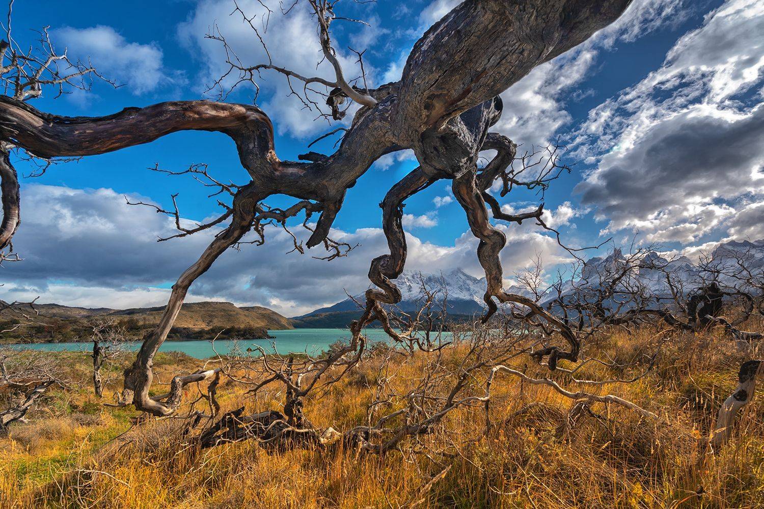 пейзаж, Патагония, Чили, Торрес дель Пайне , Лариса Николаевна Дука