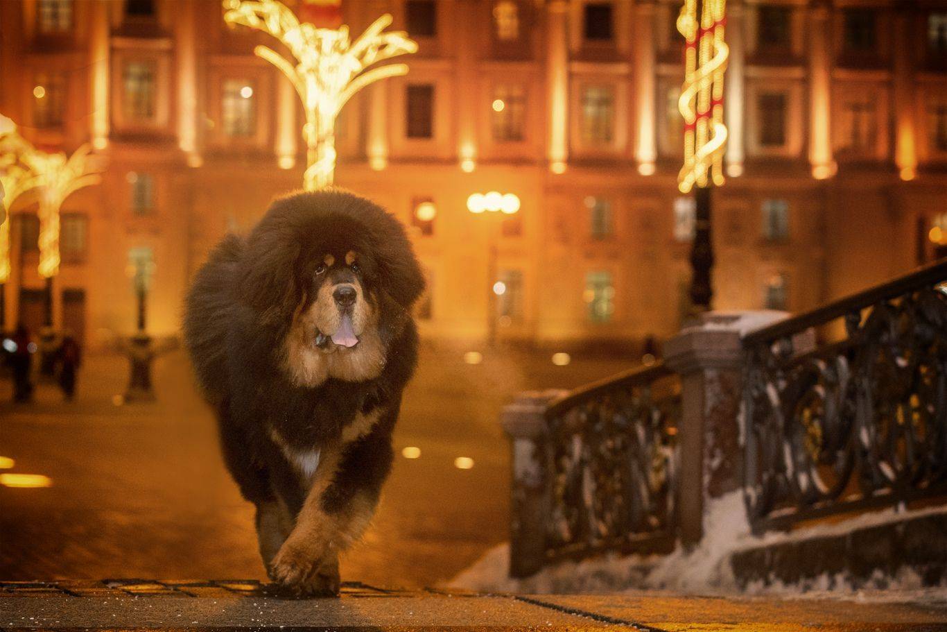 , Андрей Ершов