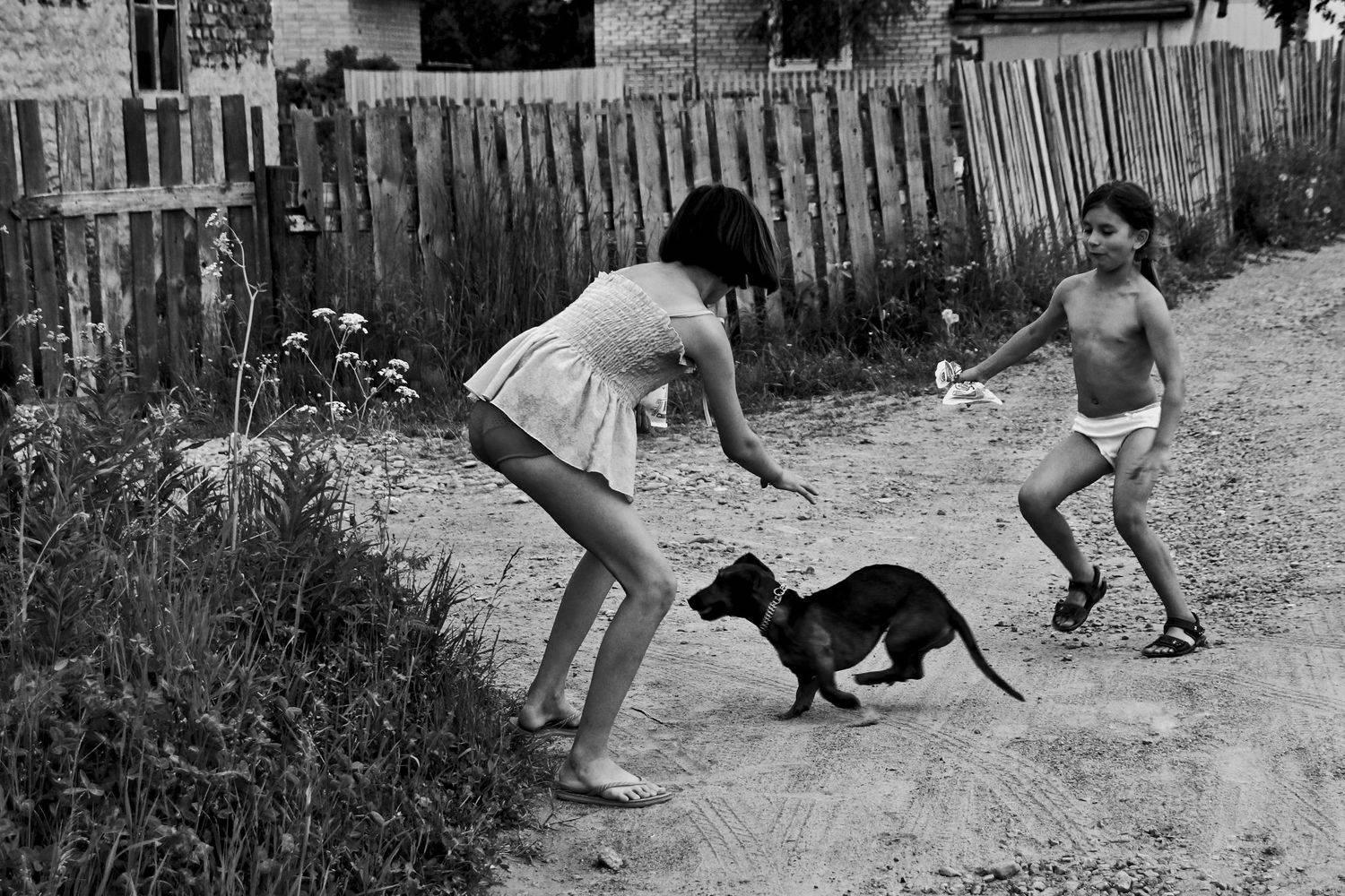 девочка, собака, дачи, взгляд, дорога, апатиты, Николай Смоляк