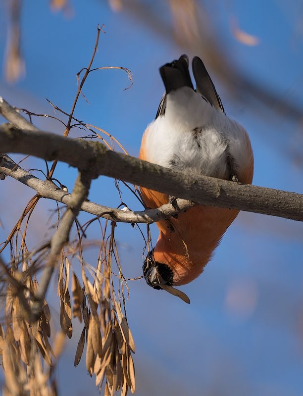 природа, птицы, снегири, кушают Ам-ам-ам фото превью