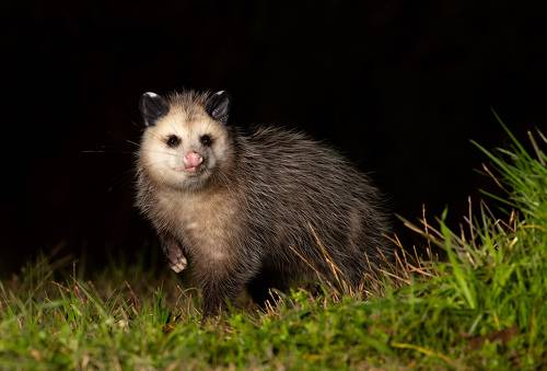 Опосcум - Opossum