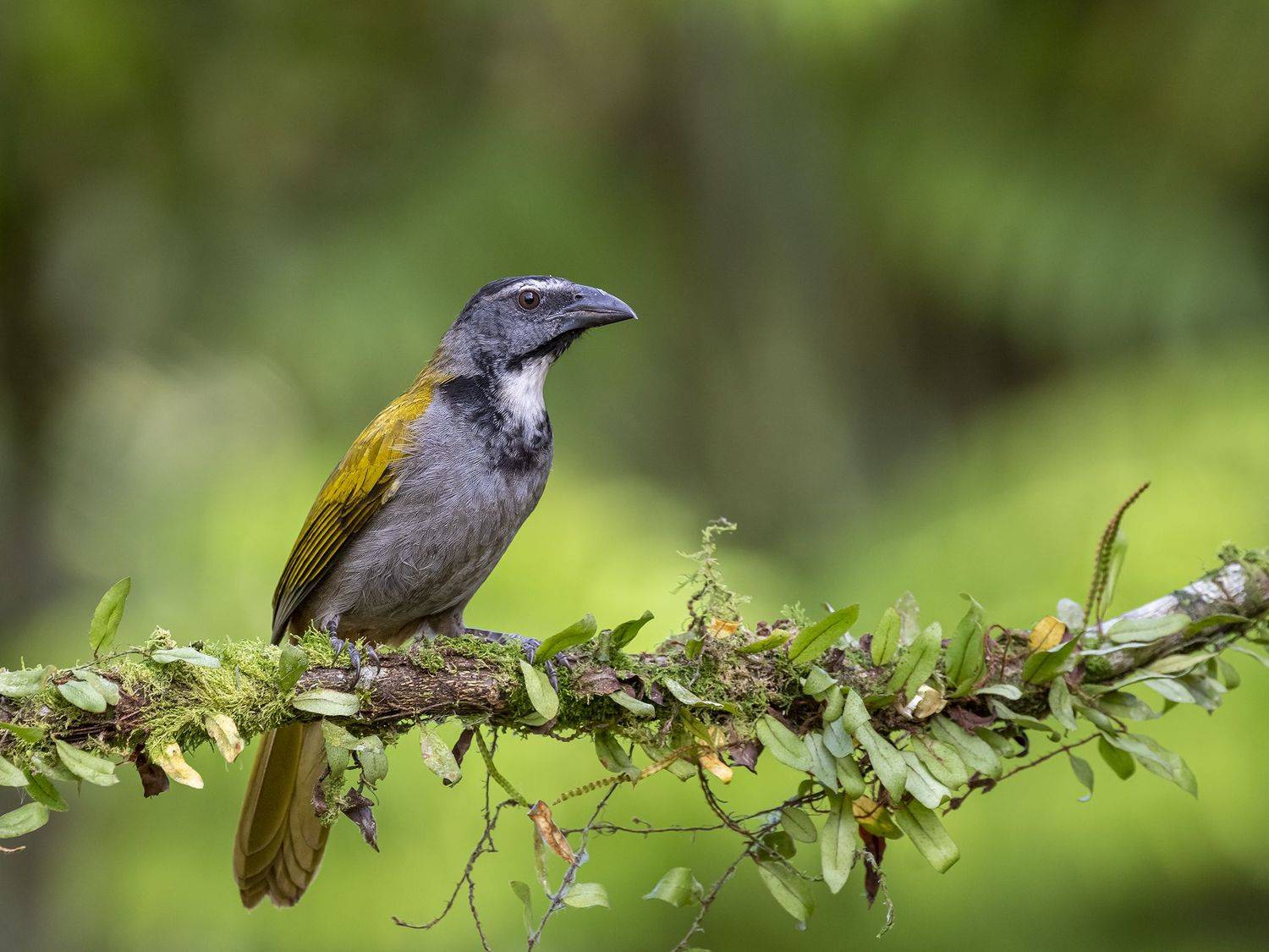 , Fernando Burgalin Sequeira
