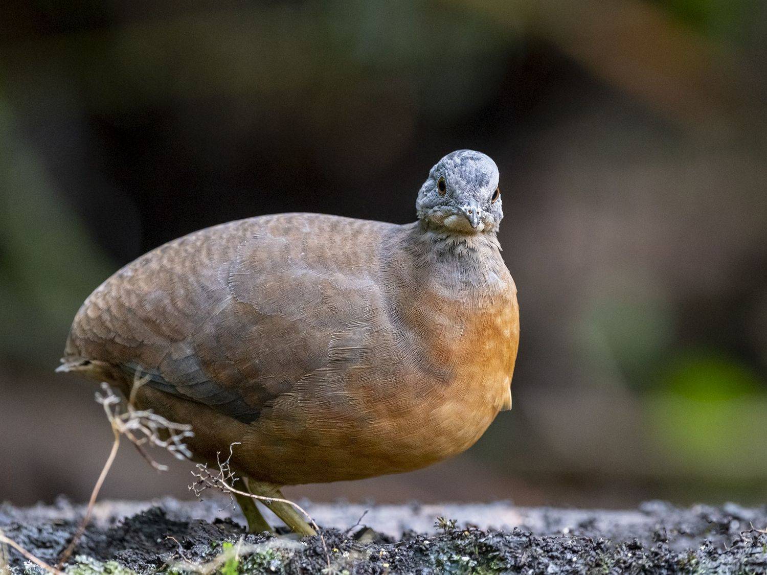 , Fernando Burgalin Sequeira