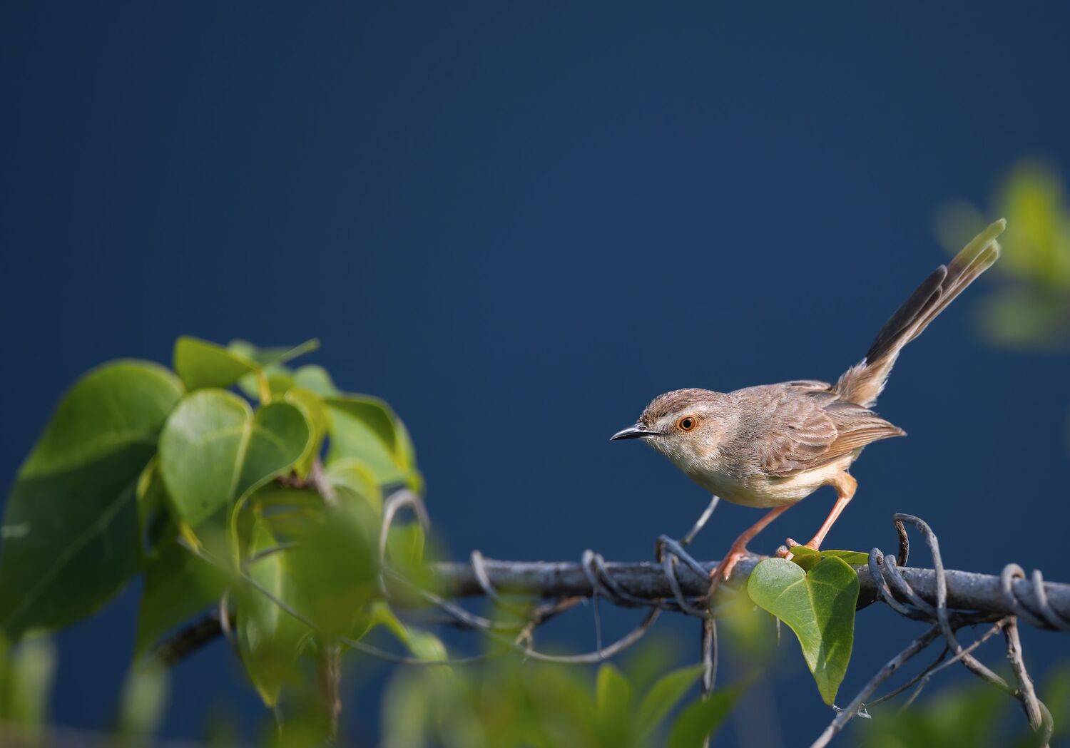 bird,birds,nikon,wild,water,shadows,lake,pond,flowers,swan,colors,nikon,beauty,nature,animals,eyes,sparrow,songbird, G N RAJA