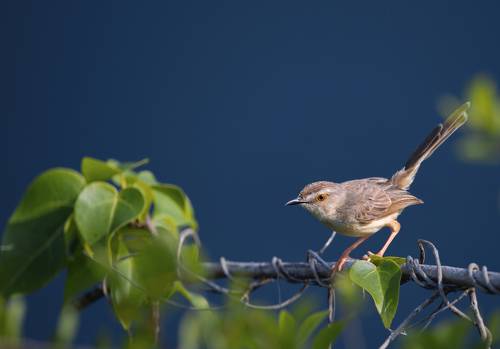 Songbird
