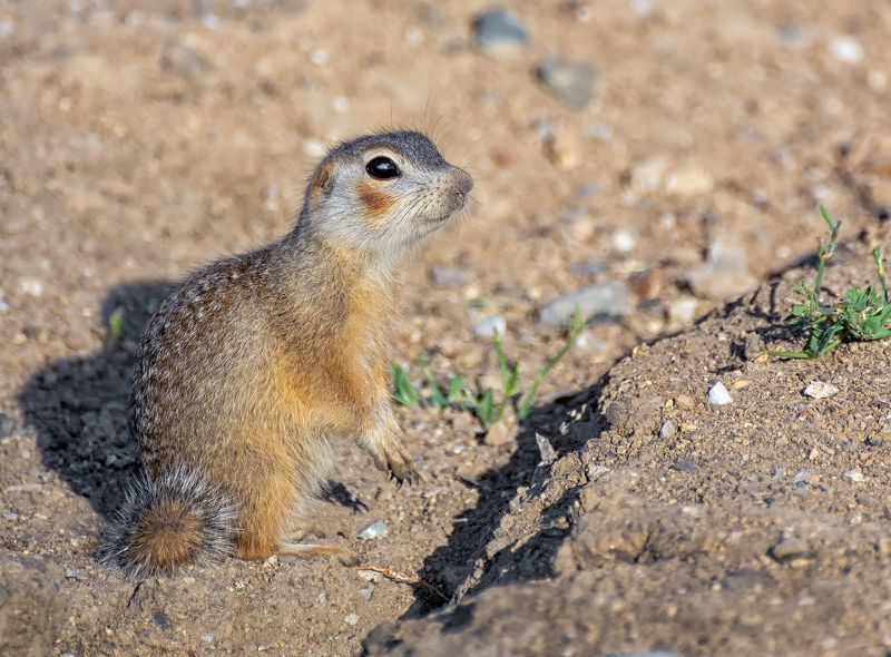 краснощёкий суслик, степь, краснощёкий суслик фото превью