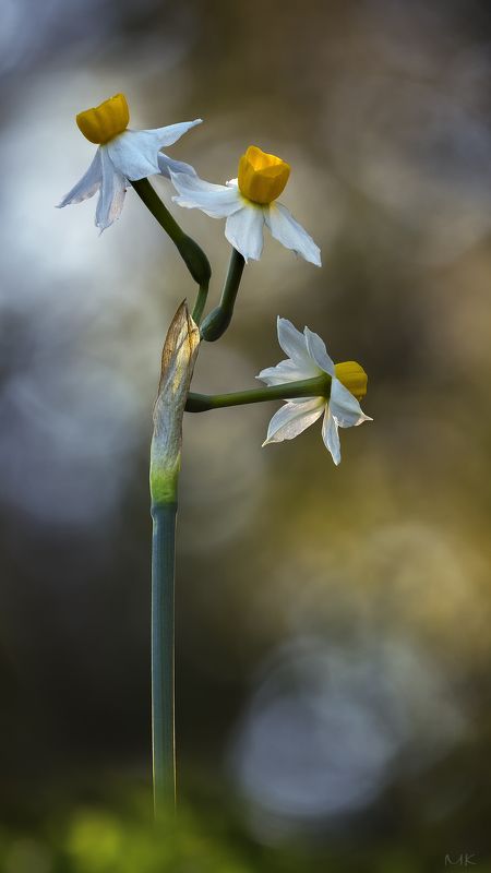 нарцисс, флокус,цветы,весна Все вернется фото превью