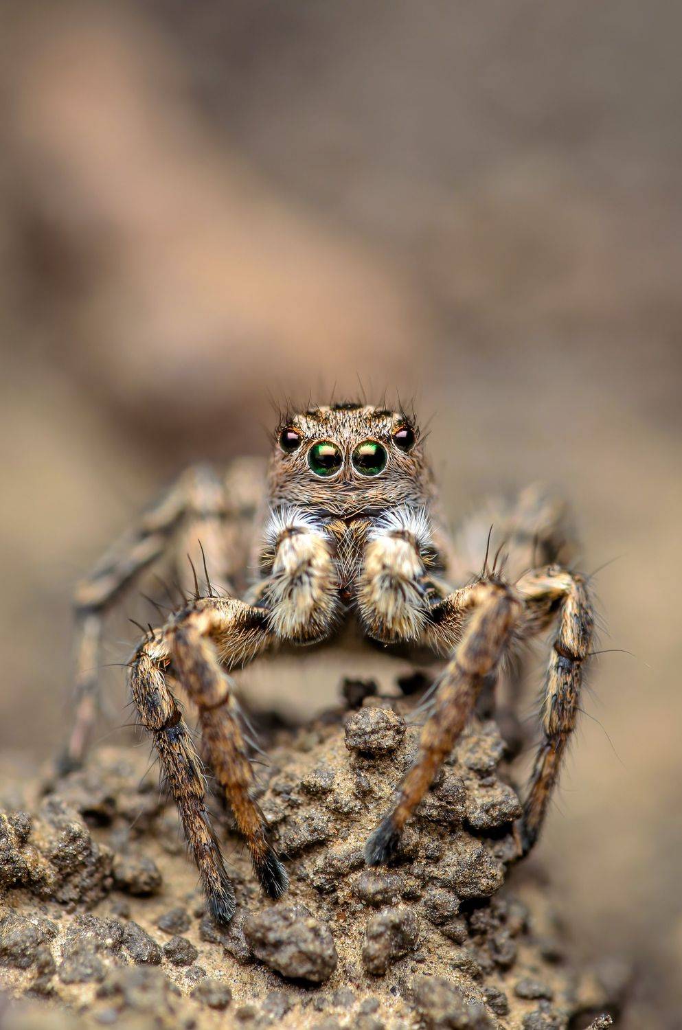 скакунчик, паук, макро, природа, spider, jumping, Сергей Чебанов