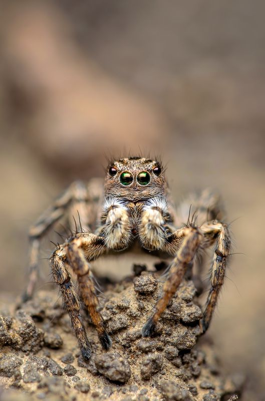 скакунчик, паук, макро, природа, spider, jumping Зеленоглазый  фото превью
