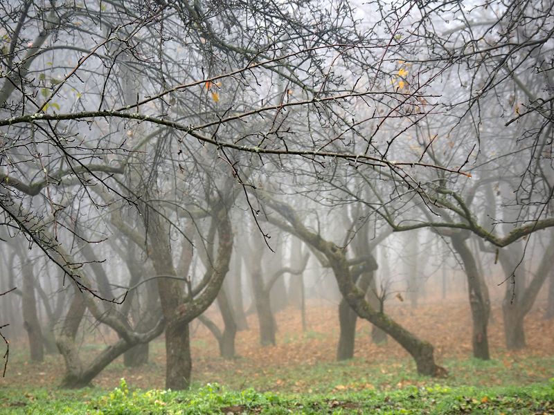 яблоневый сад фото превью