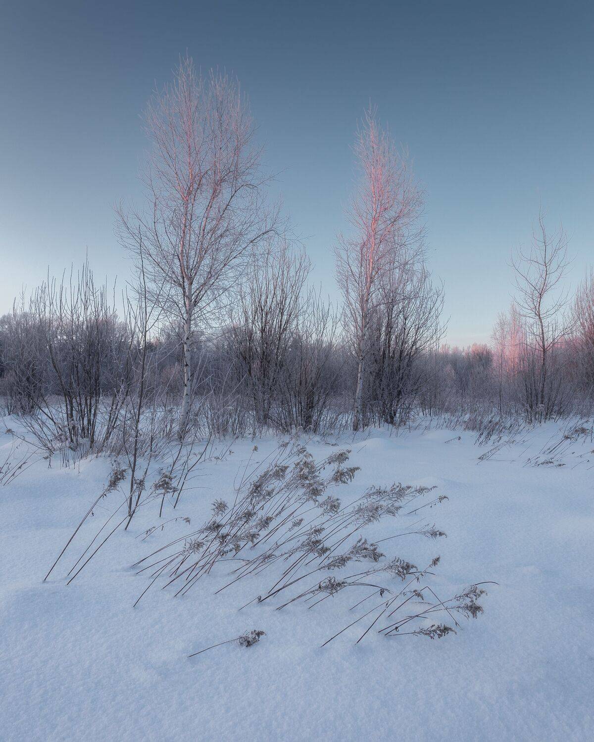 природа, закат, мороз, пейзаж, зима, березы, Московская область, Россия, Мартыненко Дмитрий