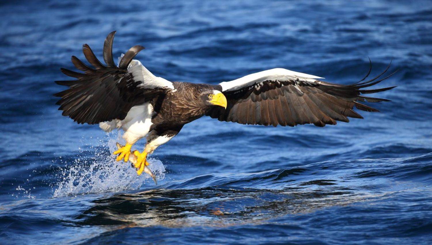 , Гудков Андрей