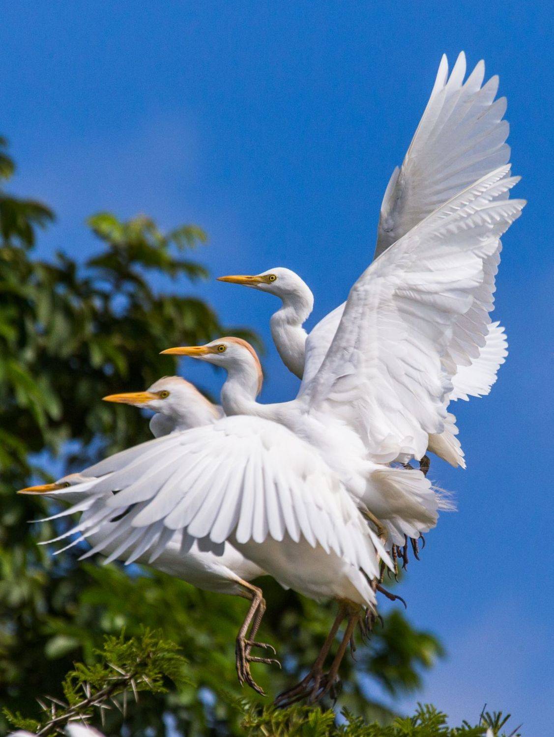 , Гудков Андрей