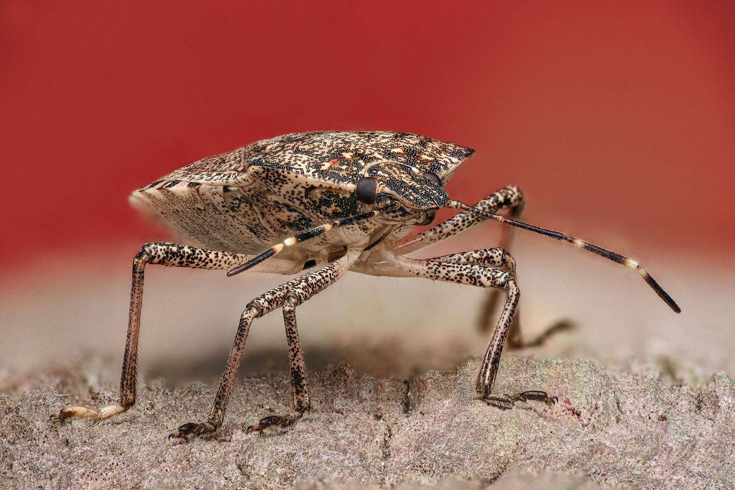 ceclii, macro, Tsvetan Ganev