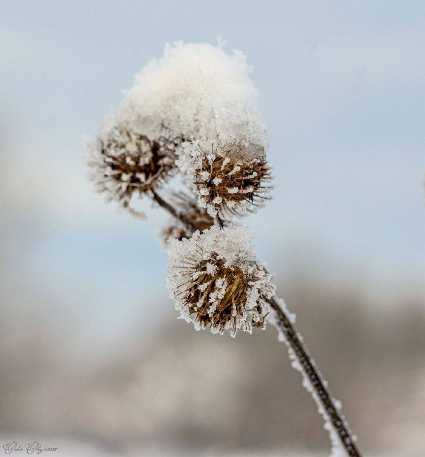 , Орлов Олег