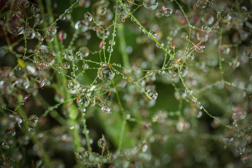 Waterdrops