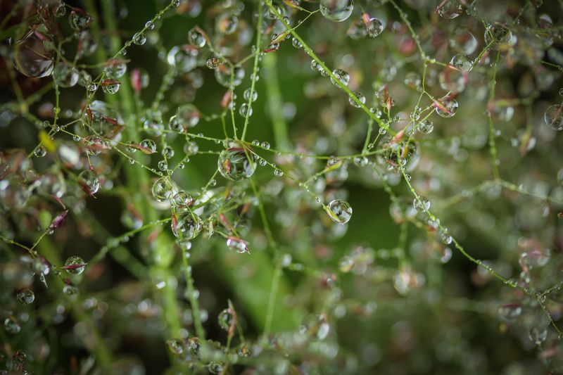 waterdrops, macro, plants, rain, flower, nature Waterdrops фото превью