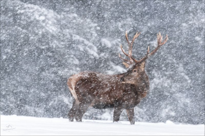 беларусь, красный бор, олень, зима, deer, winter, фототур в красный бор, фотоохота в беларуси, фототур на рождество Let it snow .. фото превью