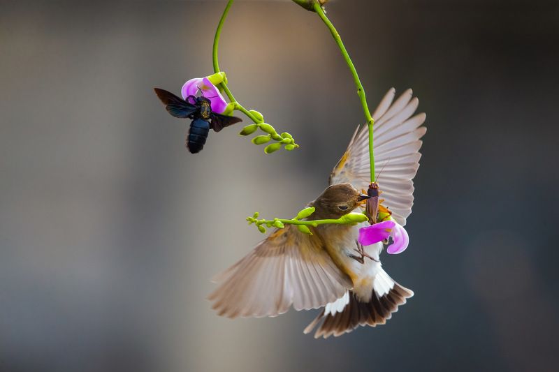 birds, flowers and bees фото превью