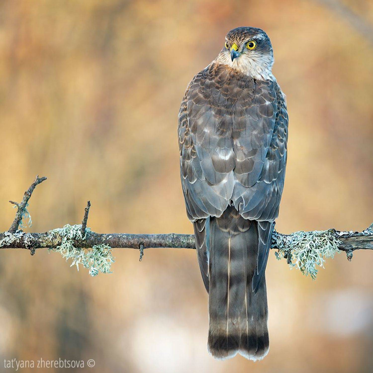 , Татьяна Жеребцова