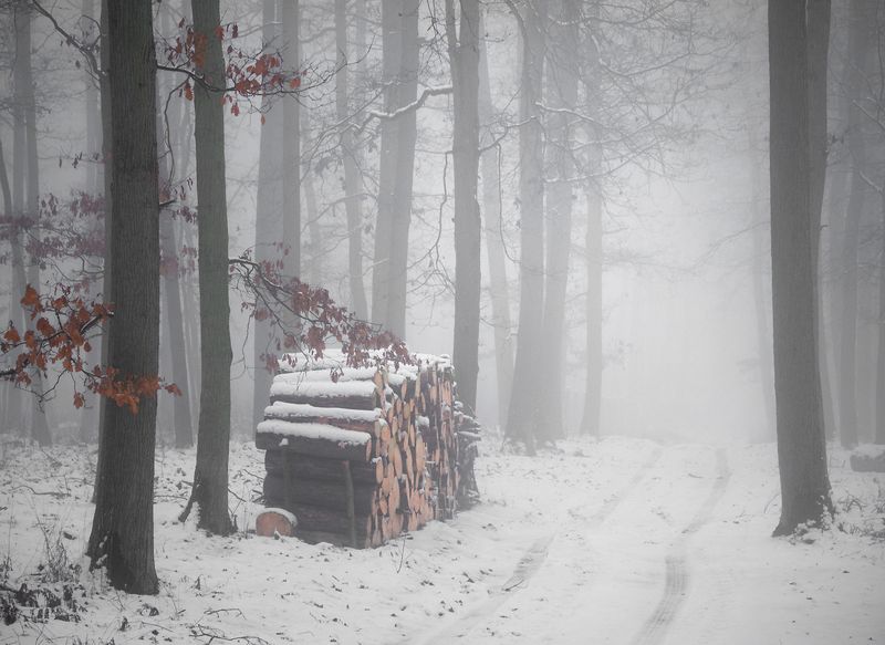 forest nooks... фото превью