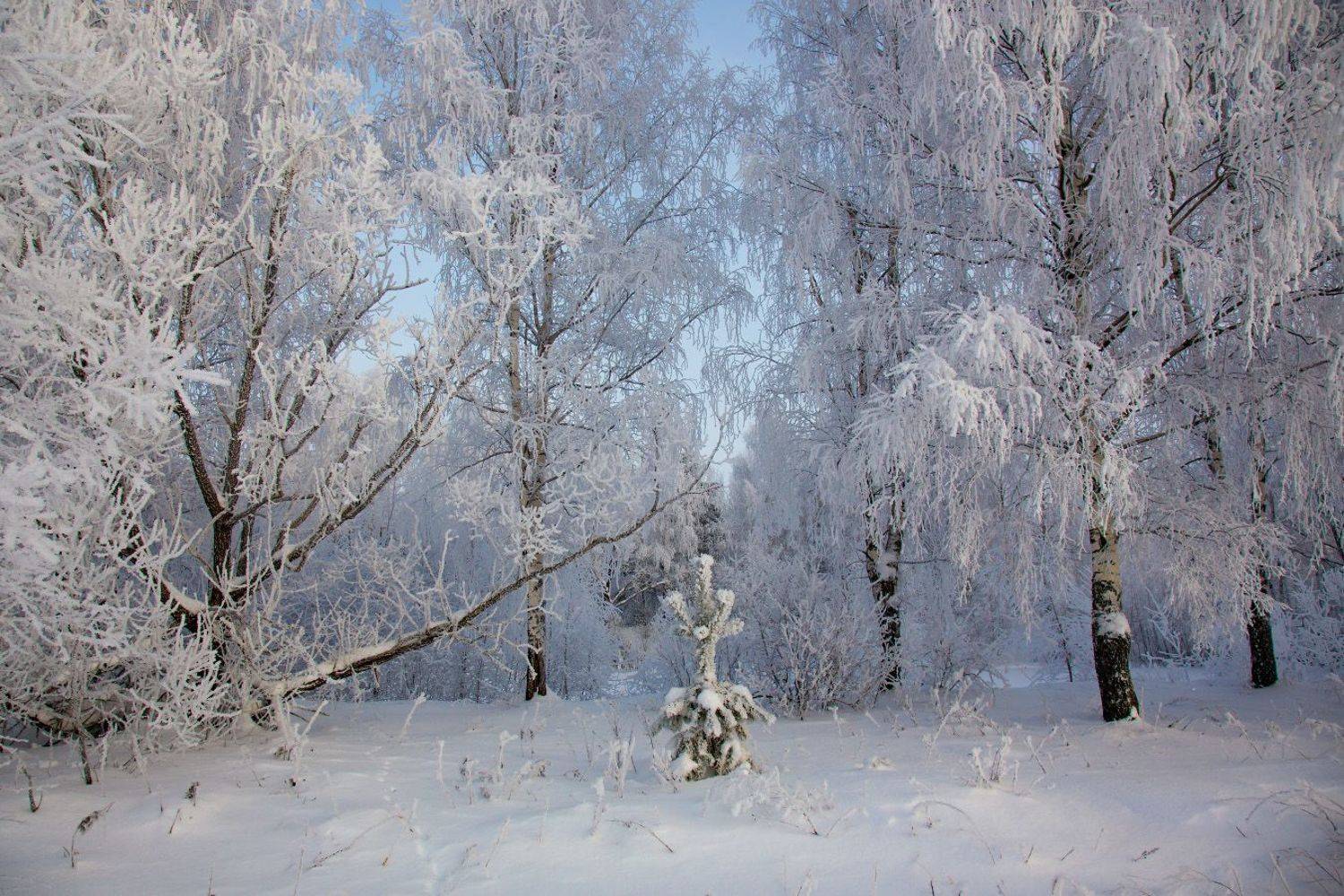 иней мороз лес, Дмитрий Алексеев